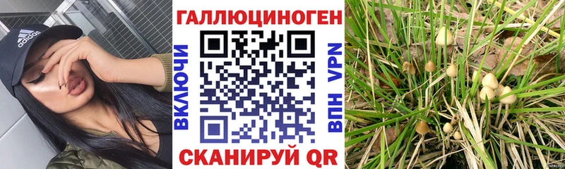 darknet какой сайт Тейково mega tor Псилоцибиновые грибы ЛСД наркотики